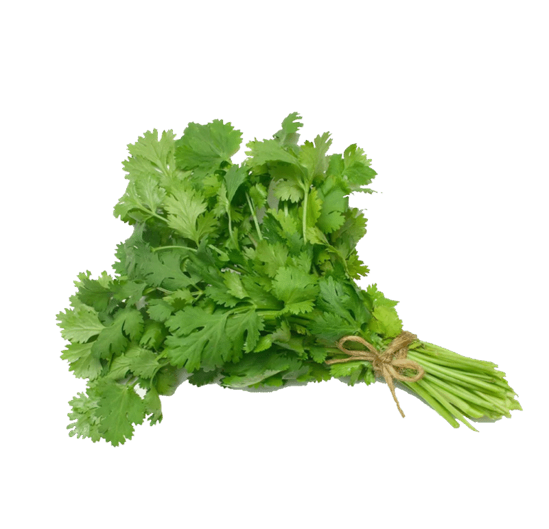 Coriander