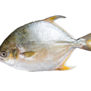 Golden Pompano