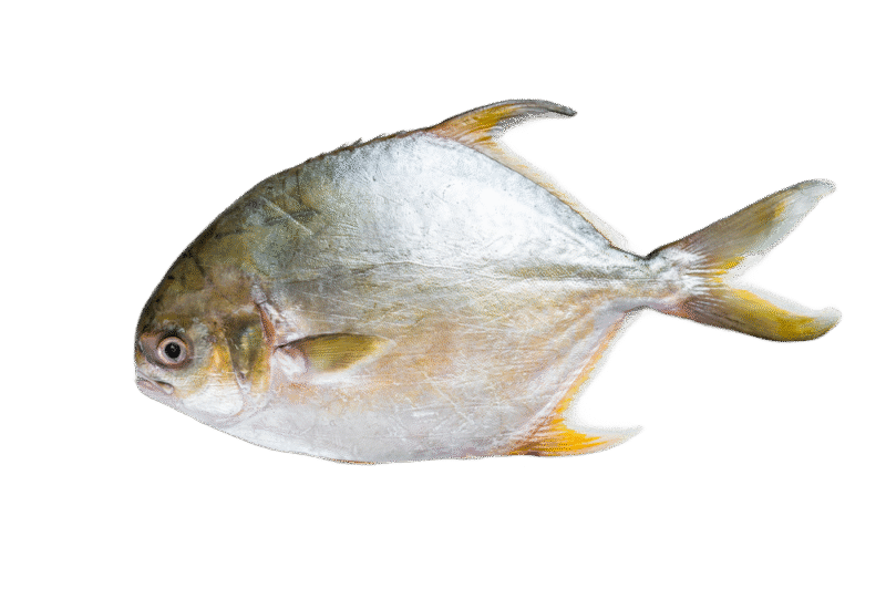 Golden Pompano